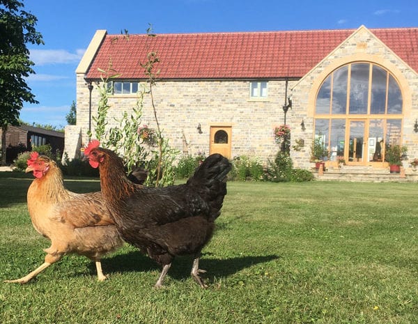 Free range chickens in the Granary Barn's garden | Bed & Breakfast in Somerset