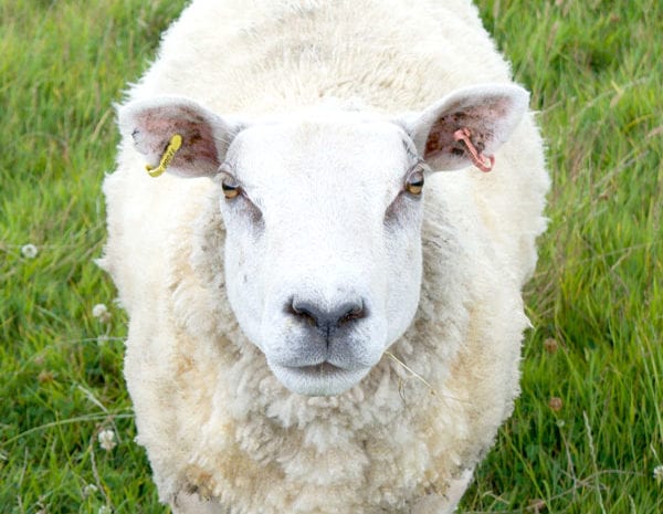 Meet the local sheep | B&B in the Somerset Levels